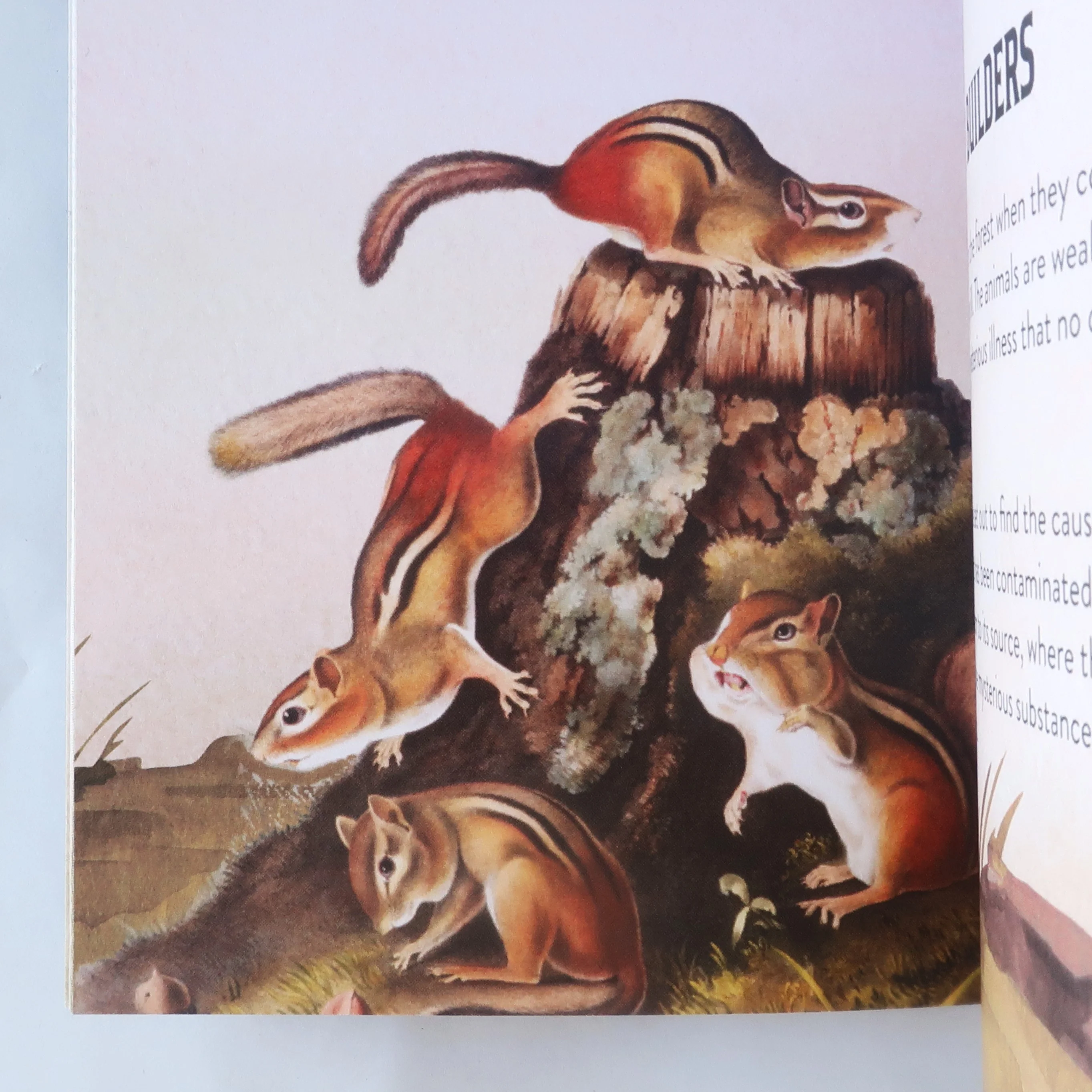 Badger + Coyote and their daring adventures - Image 3